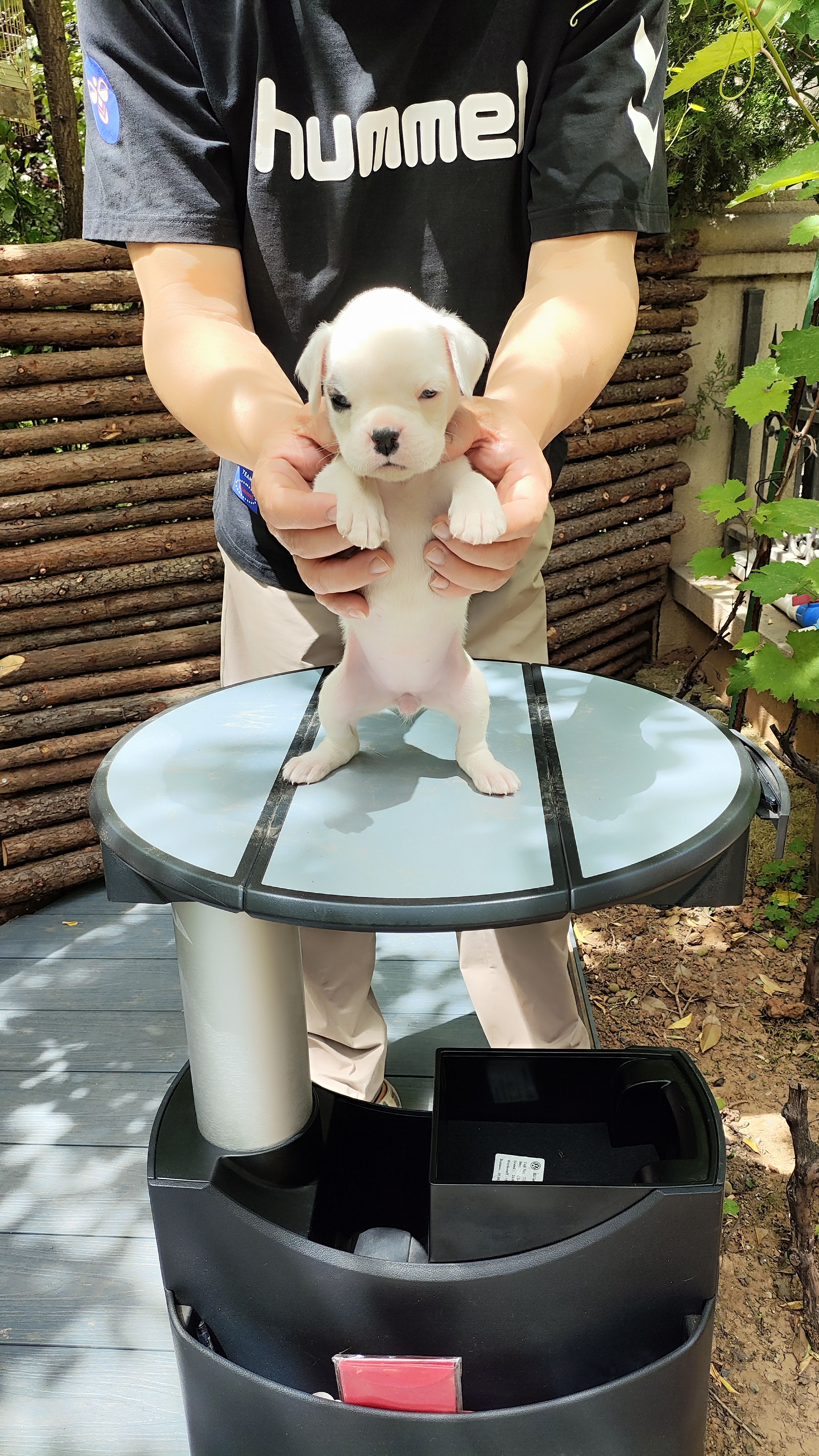 家养纯正拳师犬
白龙，极品，有面